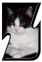 Katzen 7