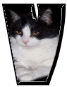 Katzen 7