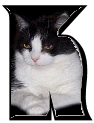 Katzen 7