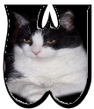 Katzen 7 alphabete