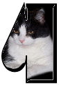 Katzen 7