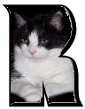 Katzen 7