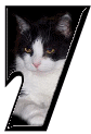 Katzen 7