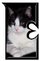 Katzen 7