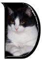 Katzen 7