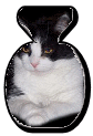 Katzen 7