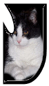 Katzen 7