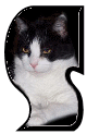 Katzen 7