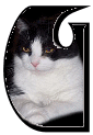 Katzen 7 alphabete