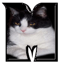 Katzen 7