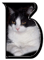 Katzen 7