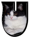 Katzen 7