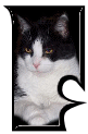 Katzen 7