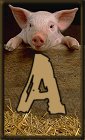 Schweine 3 alphabete