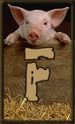 Schweine 3 alphabete