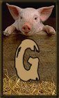 Schweine 3 alphabete