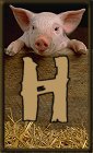 Schweine 3 alphabete