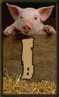 Schweine 3 alphabete