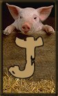 Schweine 3 alphabete