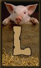 Schweine 3 alphabete