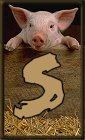 Schweine 3 alphabete