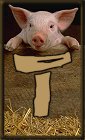 Schweine 3 alphabete