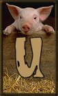 Schweine 3 alphabete