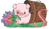 Schweine tulpen alphabete