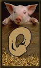 Schweine alphabete