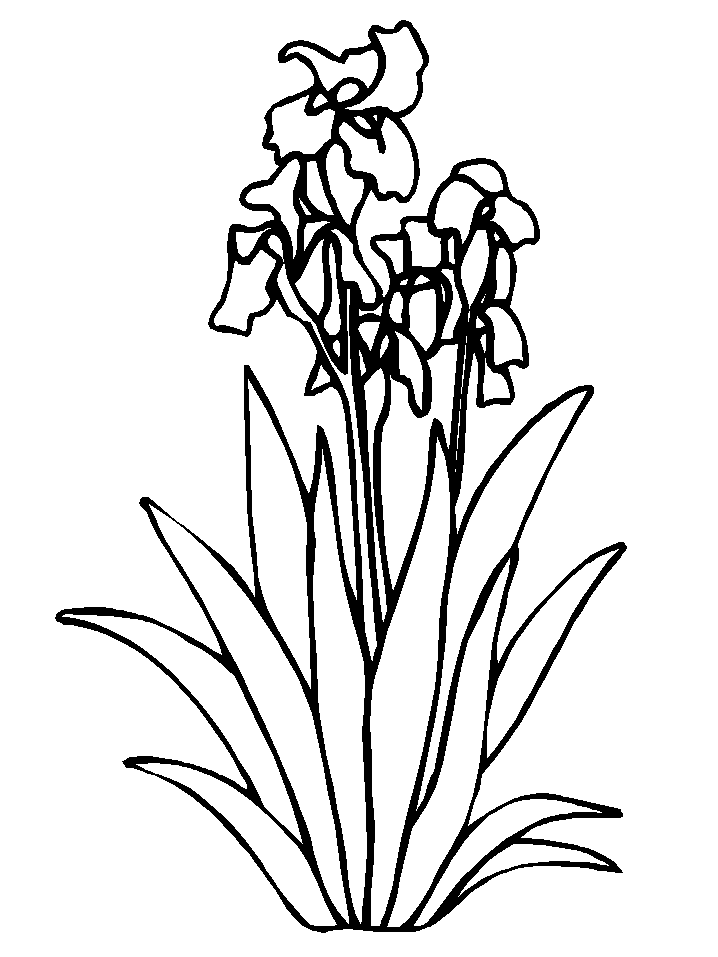 Blumen ausmalbilder