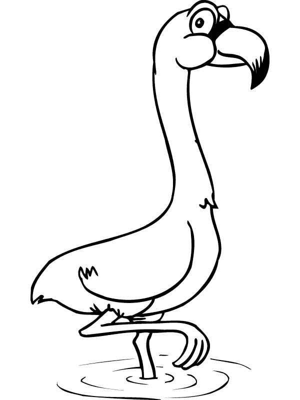 Flamingo