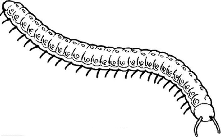 Insekten ausmalbilder