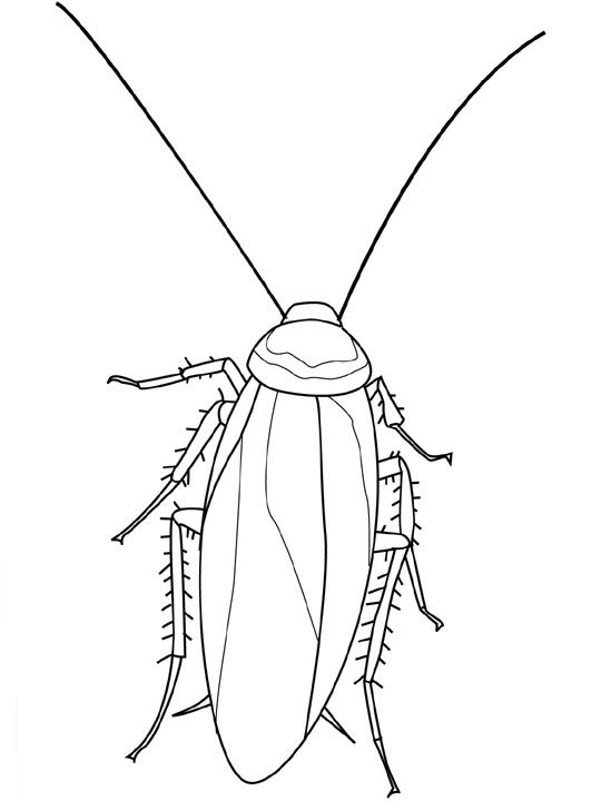 Insekten ausmalbilder