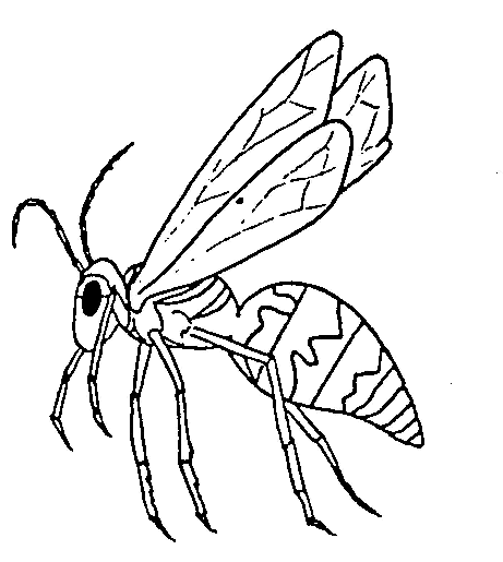 Insekten ausmalbilder