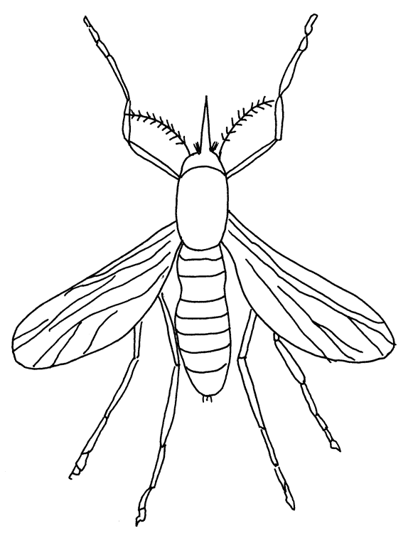 Insekten ausmalbilder