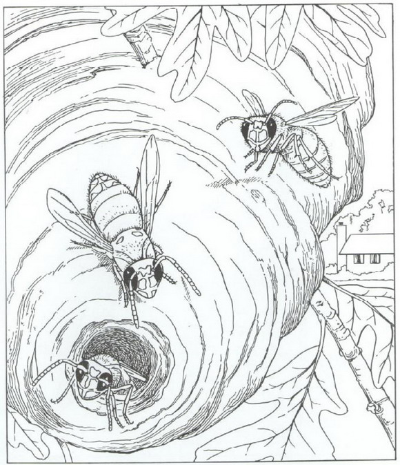 Natur rund ums haus ausmalbilder