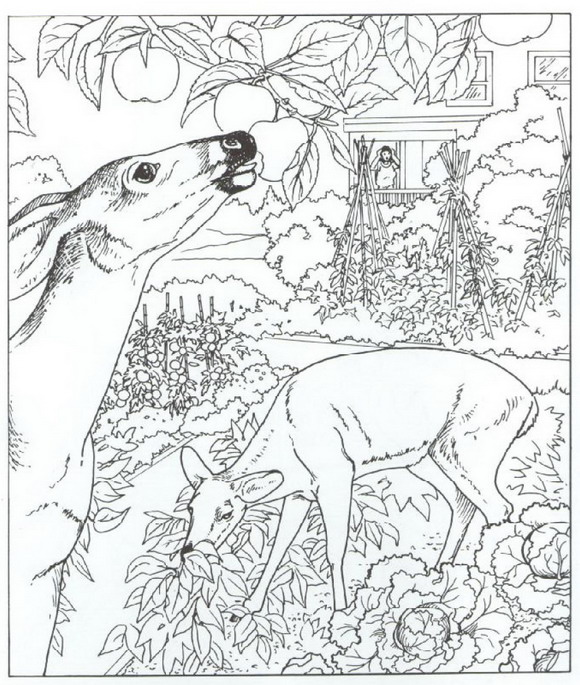 Natur rund ums haus ausmalbilder