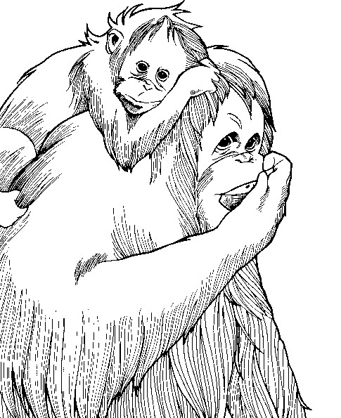 Affen ausmalbilder
