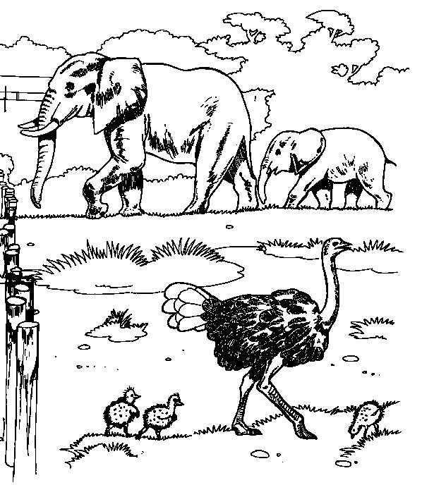 Elefanten ausmalbilder