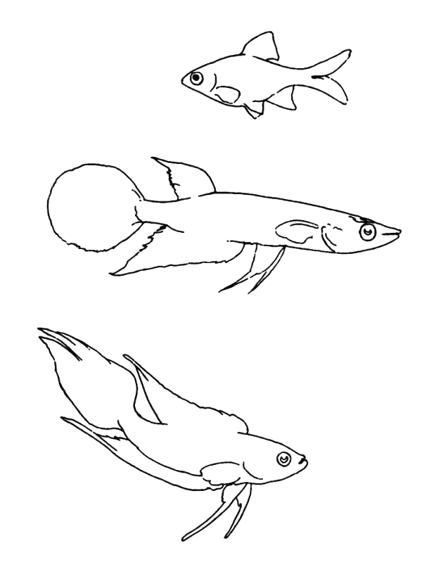 Fisch ausmalbilder
