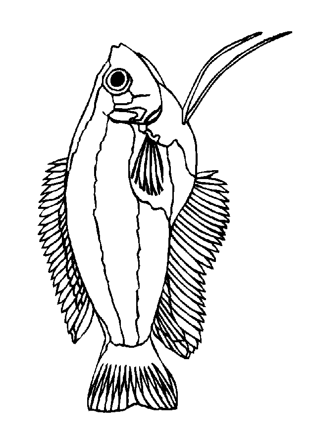 Fisch