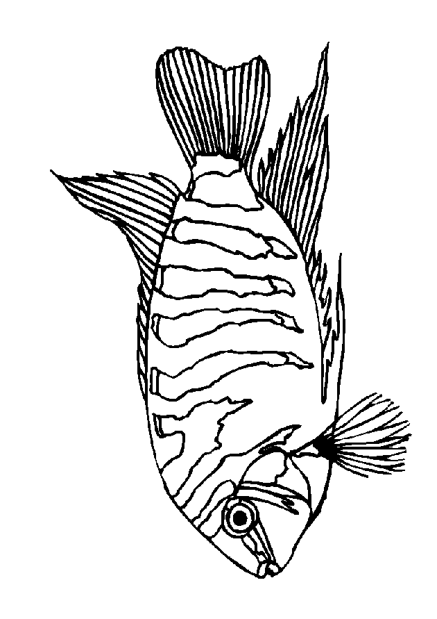 Fisch ausmalbilder