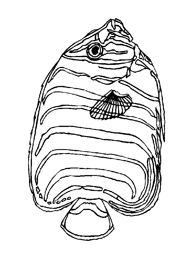 Fisch ausmalbilder