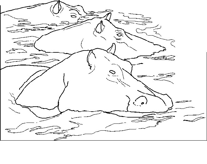 Flusspferde ausmalbilder