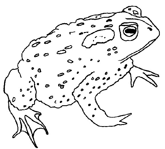 Frosch ausmalbilder