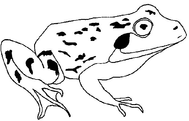 Frosch ausmalbilder