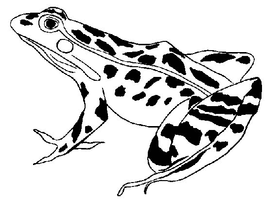 Frosch ausmalbilder