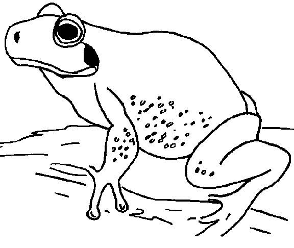 Frosch ausmalbilder