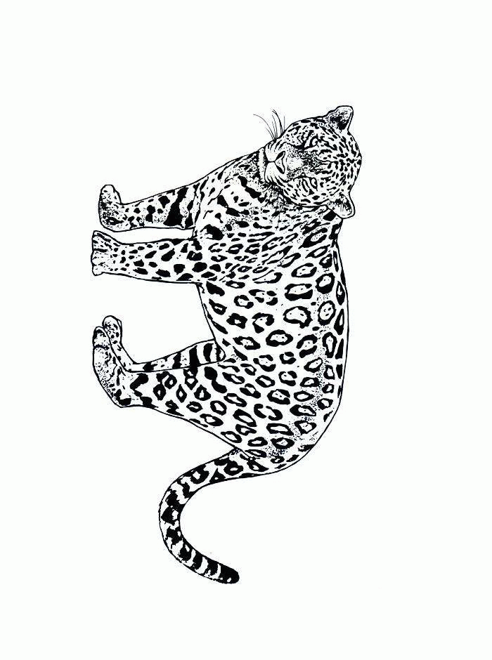 Gepard