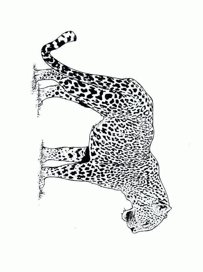 Gepard ausmalbilder